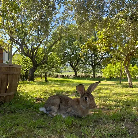 Bed & Breakfast In An 1800s Frescoed With Panoramic Solarium And Historic Park - Mastrangelo *